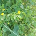 Medicago polymorphaΛουλούδι