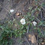 Calystegia macrostegia Tervik taim