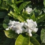 Jasminum sambac Flors