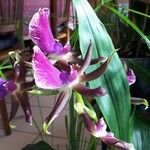 Zygopetalum maculatum Цветок