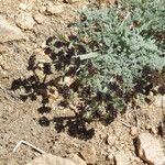 Lomatium mohavense Кветка