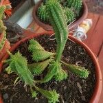 Euphorbia mammillaris Leaf