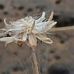 Tridax procumbens Фрукт