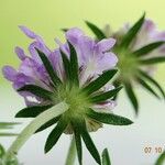 Scabiosa lucida 其他