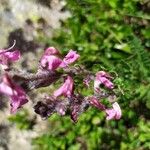 Pedicularis rostratospicata 花