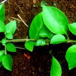 Pisonia aculeata Hoja