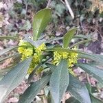 Daphne laureola ফুল