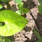 Ipomoea nil Leaf