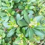 Pittosporum heterophyllumBlatt