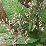 Ardisia auriculata Blad