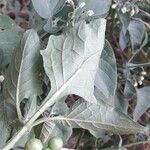 Solanum nigrum Blad