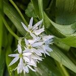 Allium ursinum ফুল
