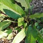 Rumex patientia Leaf