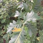 Quercus macrocarpa Blad