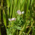 Ornithopus sativus Lorea