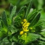 Neatostema apulum Hoja