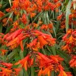 Crocosmia aureaΛουλούδι