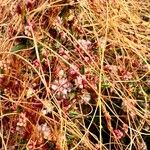 Cuscuta epithymum Blomst