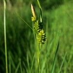 Carex pallescens Цвят