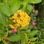 Cestrum aurantiacum Žiedas