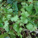 Saxifraga granulata Hoja