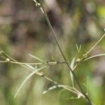 Cicuta bulbifera 整株植物