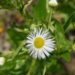 Erigeron annuus പുഷ്പം