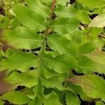 Cephalaria alpina Leaf