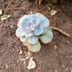 Echeveria laui ഇല