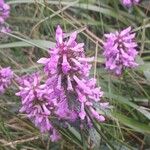 Betonica officinalis Flower