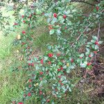 Cotoneaster divaricatusПлід