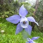 Aquilegia alpina Flor