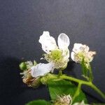 Rubus bertramii Blomma