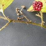 Rubus bracteatus Květ