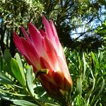 Protea repens പുഷ്പം