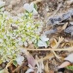 Anisosciadium orientale Fula