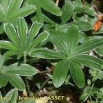 Alchemilla hoppeana Leaf