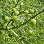 Crambe tataria Frucht