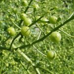 Crambe tataria Fruchs