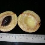 Pouteria reticulata Otro