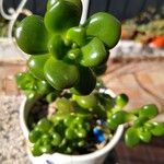 Sedum hernandezii Foglia