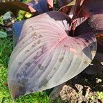 Canna × hybrida Leaf