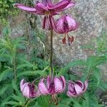 Lilium martagonFlower