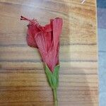 Hibiscus elatus Цвят