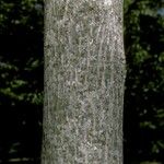 Juglans mandshurica Bark