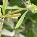 Galium aparine Hoja