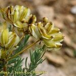 Thapsia meoides Frucht