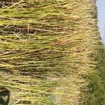 Typha domingensis Агульны выгляд