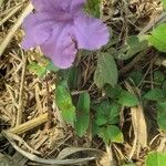 Ruellia humilis Kvet