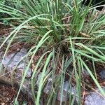 Iris unguicularis 葉